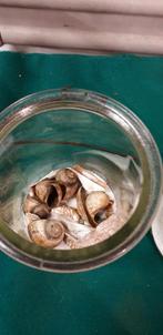 Siervazen met zand en schelpen 2 stuks, Ophalen of Verzenden, 'T Olde Gre-j, Info@toldegrej.nl, Endepoelstraat 20f Didam