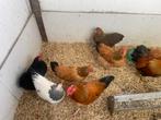 Wyandotte, Slumtaler, Pavlov, Hollandse krielen, Meerdere dieren, Kip