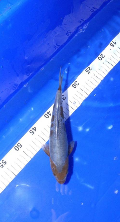 Ochiba, Dieren en Toebehoren, Vissen | Vijvervissen, Karper of Koi