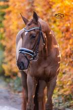 Bijrijder gezocht - talentvolle dressuurmerrie (Klarenbeek), Dieren en Toebehoren