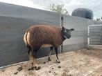 Tekoop aangeboden stamboek dassenkop texelaar dekrammen., Dieren en Toebehoren, Schapen, Geiten en Varkens, Mannelijk, Schaap