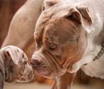 American Bully XL Dekreu  *Pups, Rabiës (hondsdolheid), Reu, Meerdere, 3 tot 5 jaar