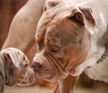 American Bully XL Dekreu  *Pups  beschikbaar voor biedingen