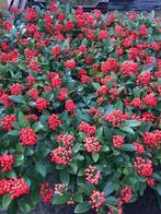 Skimmia jap. Temptation 40/50 in 5 liter pot met bes, Tuin en Terras, Zomer, Overige soorten, Ophalen, Volle zon