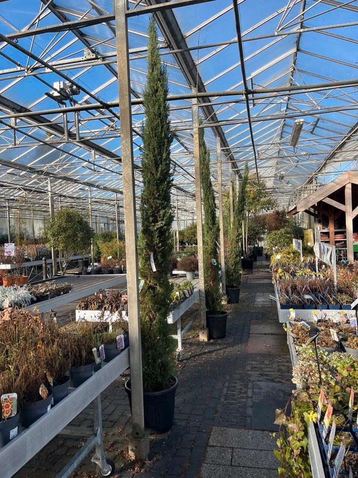 Cypres sempervirens 3m - Zuilvormige boom, Tuin en Terras, Planten | Bomen, Zuilboom, 250 tot 400 cm, Volle zon, Bloeit niet, In pot