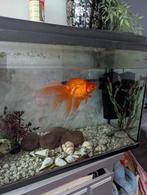 sluierstaart goudvis en algen eter, Dieren en Toebehoren, Vissen | Aquaria en Toebehoren, Ophalen of Verzenden, Zo goed als nieuw