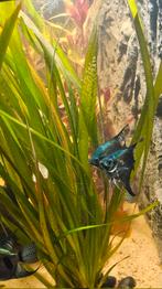 Green pinoy maanvissen., Dieren en Toebehoren, Vissen | Aquariumvissen, Vis, Zoetwatervis