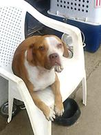 DIESEL 2 jr. Roemenië Sociaal/speels/goed met honden, Rabiës (hondsdolheid), Middel, Buitenland, 1 tot 2 jaar