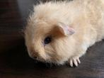 Cavia beertje CH Teddy creme, Dieren en Toebehoren, Knaagdieren, Cavia, Mannelijk, Tam, Oktober