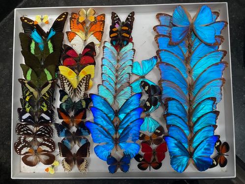 Geprepareerde vlinders (> dan foto’s) los of lijst/stolp, Verzamelen, Dierenverzamelingen, Nieuw, Opgezet dier, Insect, Ophalen