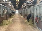 1 stal, Dieren en Toebehoren, Weidegang, 2 of 3 paarden of pony's