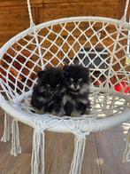 Pomeriaan pups, Dieren en Toebehoren, 15 weken tot 1 jaar, Reu, Eén hond, Nederland