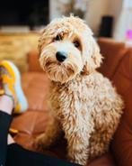 Mini Australian labradoodle dekreu, Reu, CDV (hondenziekte), 1 tot 2 jaar, Eén hond