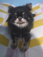 Prachtig blauw chihuahua teefje, Dieren en Toebehoren, 1 tot 2 jaar, Teef, Eén hond, Chihuahua