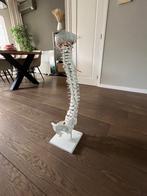 Anatomische wervelkolom, Ophalen of Verzenden, Beta, Zo goed als nieuw, HBO