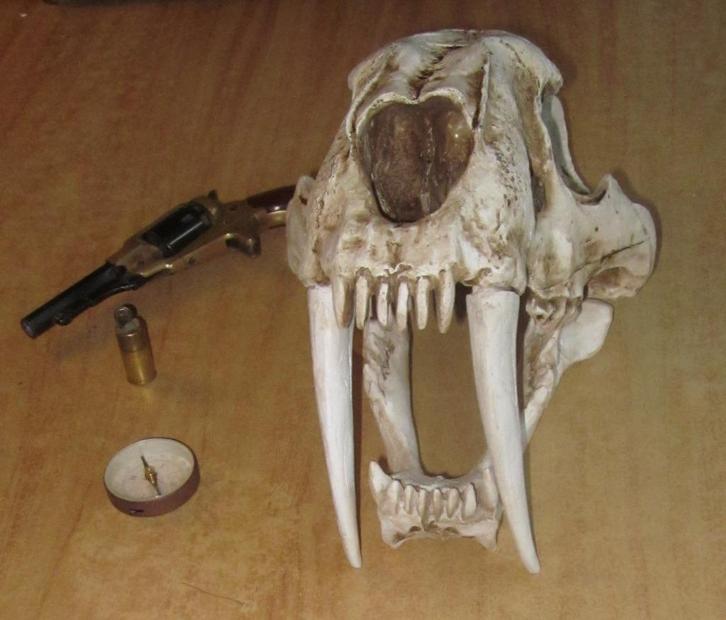 Smilodon schedel sabeltandtijger prehistorie, Verzamelen, Mineralen en Fossielen, Overige typen, Ophalen of Verzenden