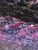 Garnalen Bloody-mary & Red-rili, Dieren en Toebehoren, Vissen | Aquariumvissen, Kreeft, Krab of Garnaal