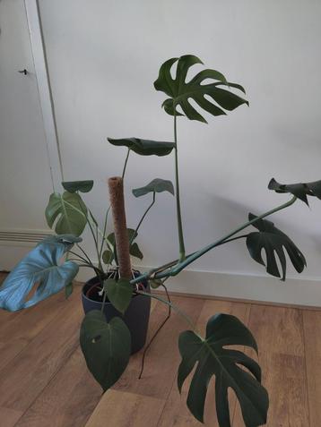 Monstera + pot + kokos stam beschikbaar voor biedingen