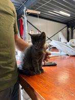 Zwart korthaar kitten, Dieren en Toebehoren