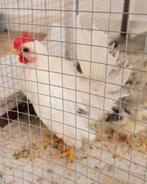 2 Serama haantjes klaar voor hun eigen toompje, Dieren en Toebehoren, Pluimvee, Mannelijk, Kip