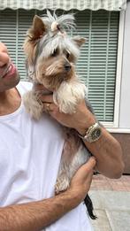 Yorkshire terrier DEKREU, Ophalen