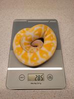 Pastel lavender albino koningspython regius ballpython man, Slang, Tam, 0 tot 2 jaar