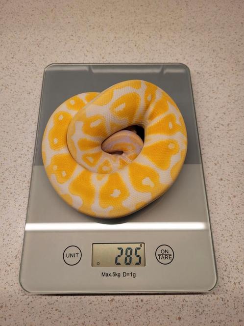 Pastel lavender albino koningspython regius ballpython man, Dieren en Toebehoren, Reptielen en Amfibieën, Slang, 0 tot 2 jaar