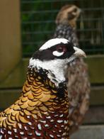 Koningsfazant | Deskundig advies | Prachtige dieren, Meerdere dieren, Overige soorten