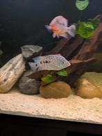 Herichthys carpintis , Dieren en Toebehoren, Vis