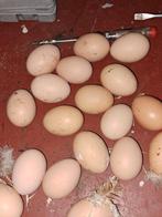 Broed eieren  wyandotte columbia buff