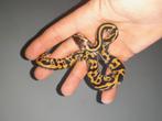 1.0 python regius nk25 Leopard pastel het.pied, Slang