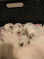 Lieve ragdolls kittens