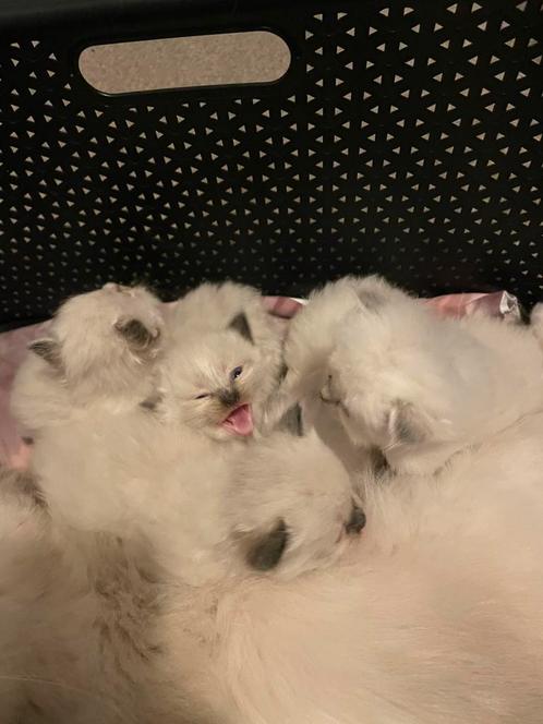Lieve ragdolls kittens, Dieren en Toebehoren, Katten en Kittens | Raskatten | Langhaar