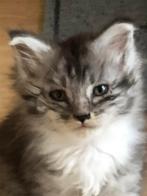 100% raszuivere maine coon kittens, Dieren en Toebehoren, Katten en Kittens | Raskatten | Langhaar, Meerdere dieren