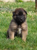 Tervuurse/ tervuerense herder pups uit hobbyfok, België, Particulier, Rabiës (hondsdolheid), 8 tot 15 weken
