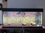 Juwel aquarium 100x50x40 + CristalProfi a 902 externe pomp, Dieren en Toebehoren, Vissen | Aquaria en Toebehoren, Ophalen, Gebruikt