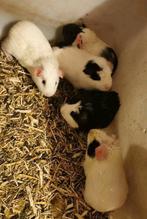 Diverse knappe beertjes, mannetjes cavia's te koop, Mannelijk, Cavia, Na 1 juli 2024, Tam