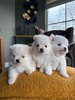 Zeer mooie knappe pomeriaan pups te koop, 8 tot 15 weken, Meerdere, Meerdere dieren, Nederland