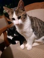 Gecastreerde kittens van 6 maanden oud, zo lief en bijzonder, Dieren en Toebehoren, Katten en Kittens | Overige Katten, Kater