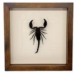 Palamnaeus fulvipes schorpioen passe partout lijst 25x25 cm, Verzamelen, Dierenverzamelingen, Ophalen of Verzenden, Nieuw, Insect