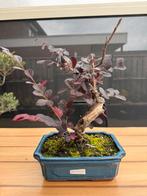 Pre bonsai Loropetalum chinense, Ophalen of Verzenden, Volle zon, Overige soorten, Minder dan 100 cm