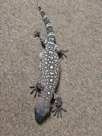 1.1 exasperatum heloderma 5 jaar oud., Dieren en Toebehoren, Reptielen en Amfibieën