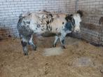 3 super dikbil pinken, Dieren en Toebehoren, Runderen, Mannelijk