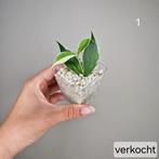 Hoya Polyneura Albo, Overige soorten, Minder dan 100 cm, Bloeiende kamerplant, Halfschaduw
