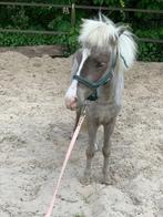 Mini pony, Dieren en Toebehoren, Pony's, Hengst, Recreatiepony, 3 tot 6 jaar