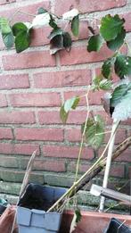 Doornloze braam (Rubus fruticosus 'Black Satin' ), Tuin en Terras, Planten | Tuinplanten, Vaste plant, Klimplanten, Ophalen