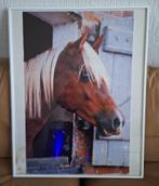 Postar paard, Met lijst, A4 of kleiner, Ophalen of Verzenden, Overige onderwerpen