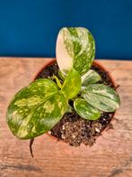 Philodendron Green Congo Variegata p8 (3), Huis en Inrichting, Ophalen of Verzenden, Halfschaduw, Minder dan 100 cm