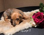 Kaninchen teckel puppies, Dieren en Toebehoren, Kaninchen, Parvo, 8 tot 15 weken, Korthaar
