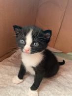 Kittens, Poes